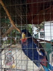 Pionus
