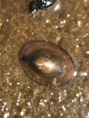 Uncancylus