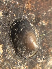 Uncancylus