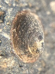 Uncancylus