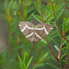 Chrysolarentia oxygona