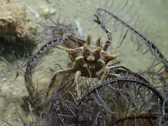 Ceratocarcinus longimanus