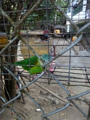 Brotogeris pyrrhoptera