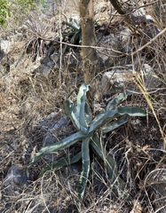 Agave pablocarrilloi