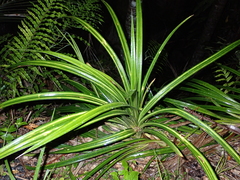 Freycinetia banksii