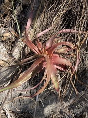 Hechtia laevis