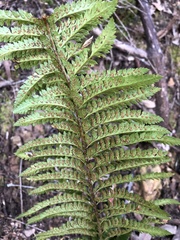 Polystichum dudleyi