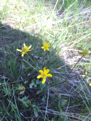 Ranunculus alismifolius