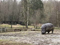 Hippopotamidae