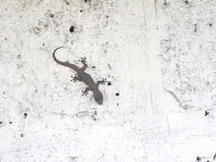 Phyllodactylus reissii