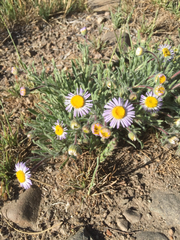 Erigeron algidus