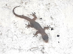 Phyllodactylus reissii