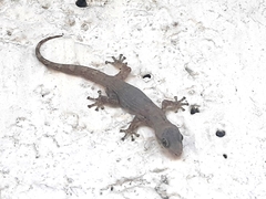 Phyllodactylus reissii
