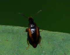 Trigonodemus striatus