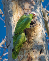 Amazona finschi × viridigenalis