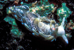 Bulbaeolidia paulae
