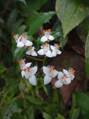 Tripogandra grandiflora