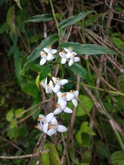 Tripogandra grandiflora
