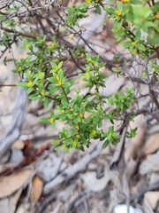 Pimelea hewardiana