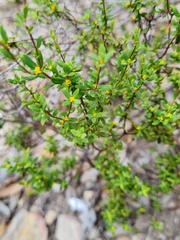 Pimelea hewardiana