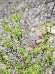 Pimelea hewardiana