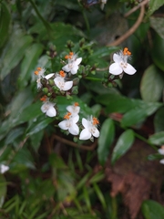 Tripogandra grandiflora