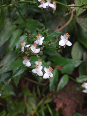 Tripogandra grandiflora