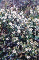 Epacris alpina
