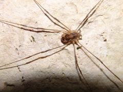 Dasylobus graniferus