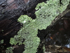 Physcia atrostriata