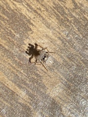 Araneae