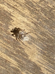 Araneae