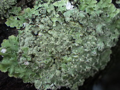 Physcia atrostriata