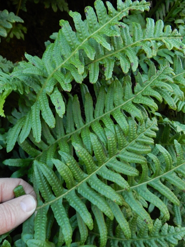 Image of Polypodium calirhiza by (c) Ed Alverson, some rights reserved (CC BY)