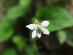 Viola maximowicziana