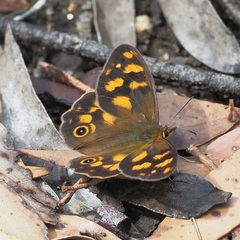 Heteronympha solandri
