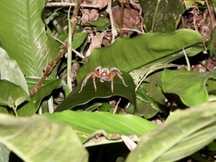 Cupiennius coccineus