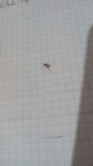 Culicinae
