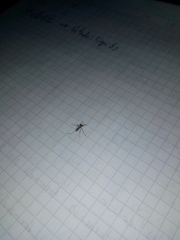 Culicinae