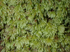 Catharomnion ciliatum