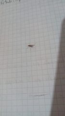 Culicinae