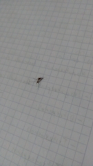 Culicinae