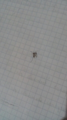 Culicinae