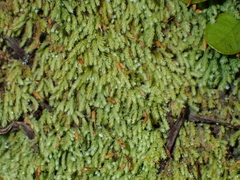 Hymenodon pilifer