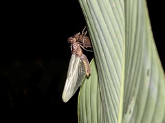 Libellula herculea