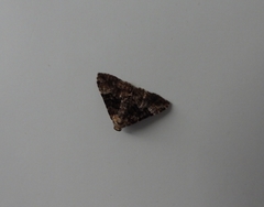 Aporoctena scierodes