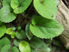 Viola maximowicziana