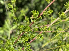 Dodonaea biloba
