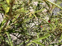 Solanum ferocissimum