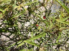 Solanum ferocissimum